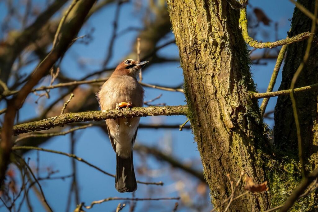 Professional Tree Services Palm Beach County - ArbolPro Services