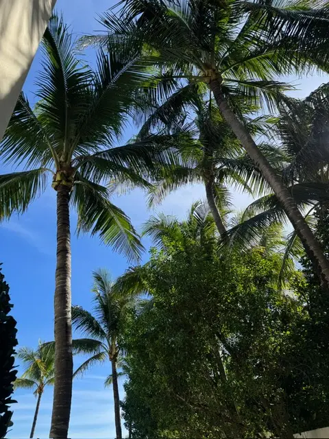 Licensed arborists maintaining mature coconut palm trees at a residential property in Palm Beach County, Florida.