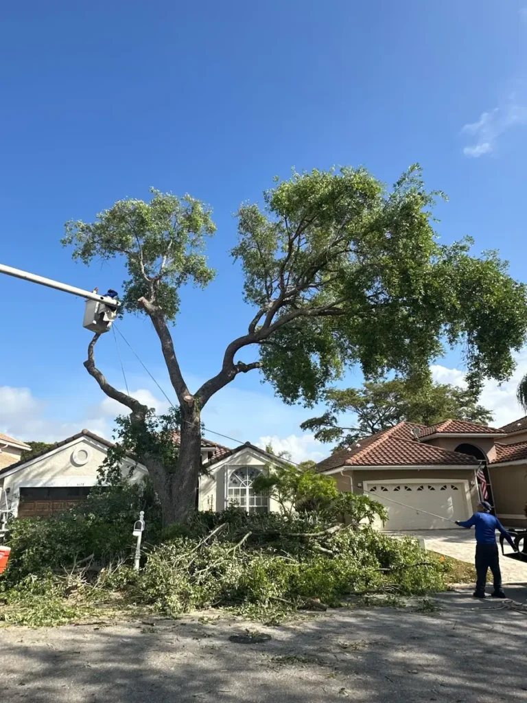 Licensed arborist performing large oak tree trimming with a bucket truck in Palm Beach County, Florida.